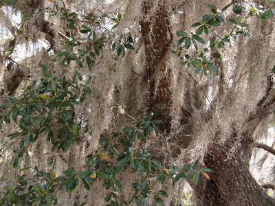 [Tree trunk and branches hidden by long strands of tan moss interspersed among the tree leaves.]